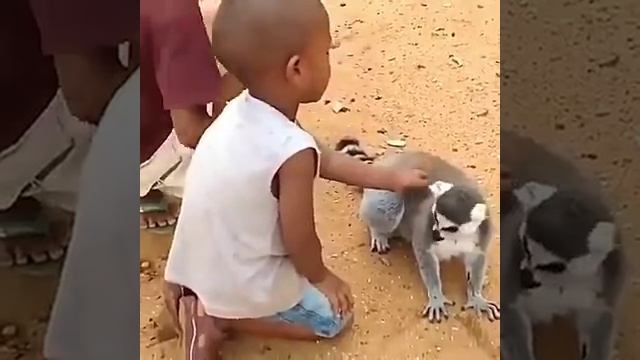 Чеши спинку королю