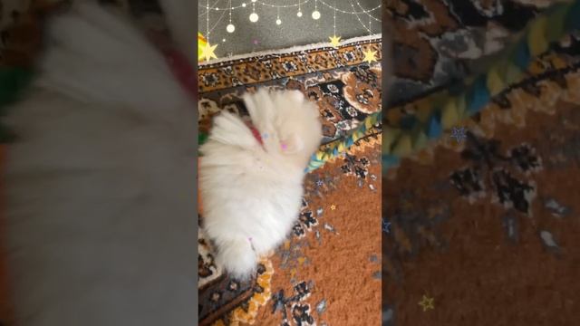 Игры со щенком