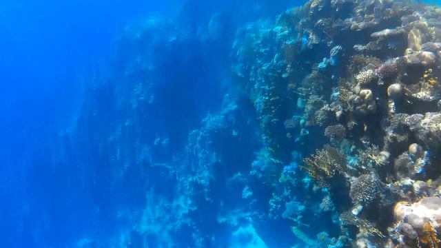 Под красной водой 2 157 Коралловый риф Dreams Beach Resort