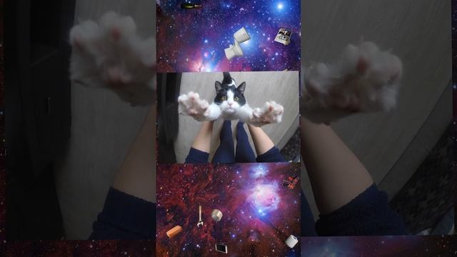 ленивый кот