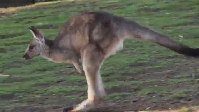 Kangaroos for Kids  Learn all about these amazing marsupials