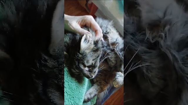 котенок кошечка в добрые руки. ищем ей семью. крым