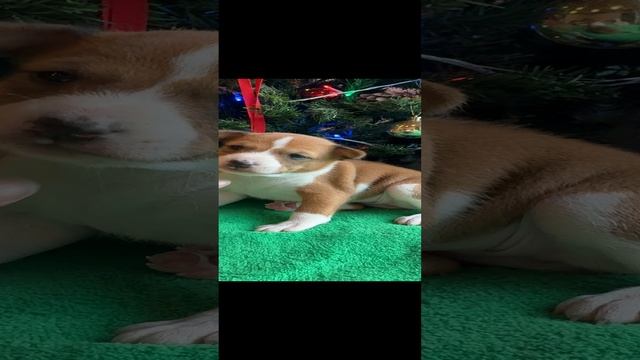 Звезда удачи ❤️ девочка Басенджи