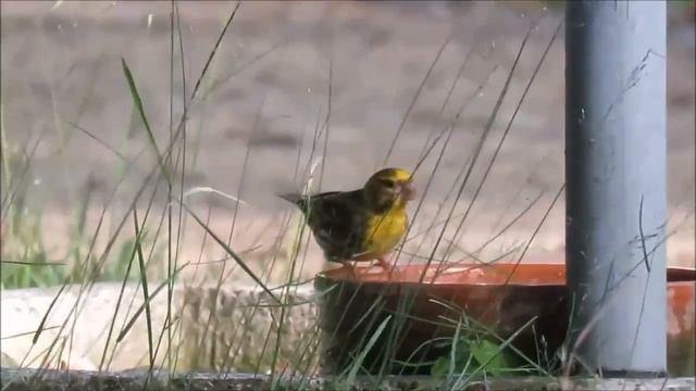 Girlitz / Serin