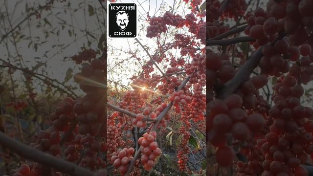 САМОГОН ИЗ ЯГОД ШИФЕРДИЯ СТАВИМ 2 ЯНВАРЯ 2025 ГОД. РЕЦЕПТЫ СЮФ