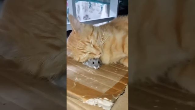 Тут самое главное не шевелиться 😅