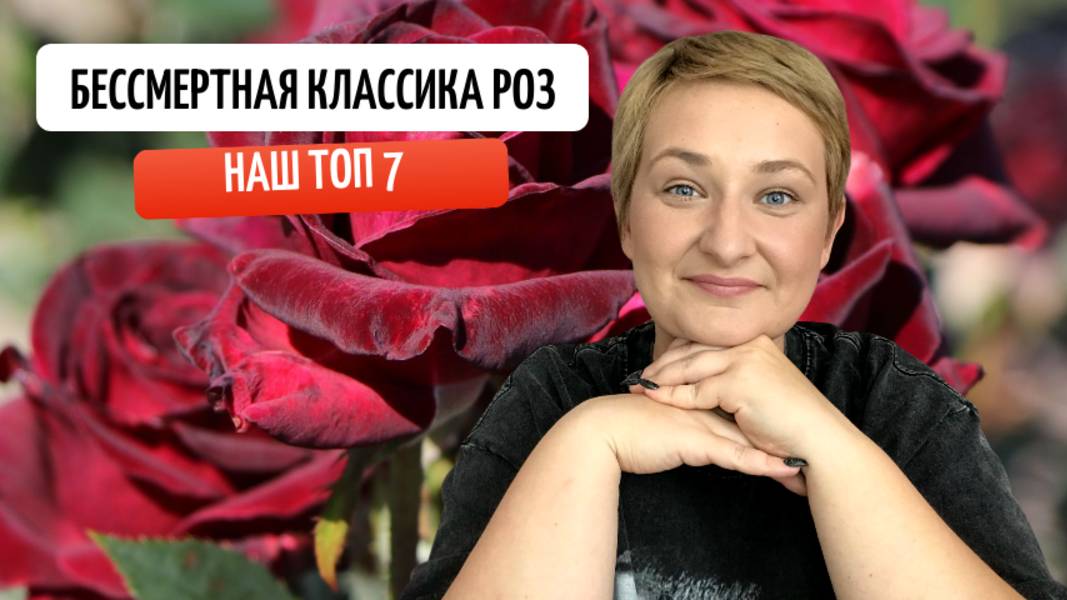 Бессмертная классика роз| ТОП 7 НАШЕГО ПИТОМНИКА