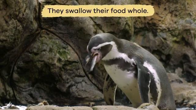 Penguins for Kids  Learn all about this unique bird