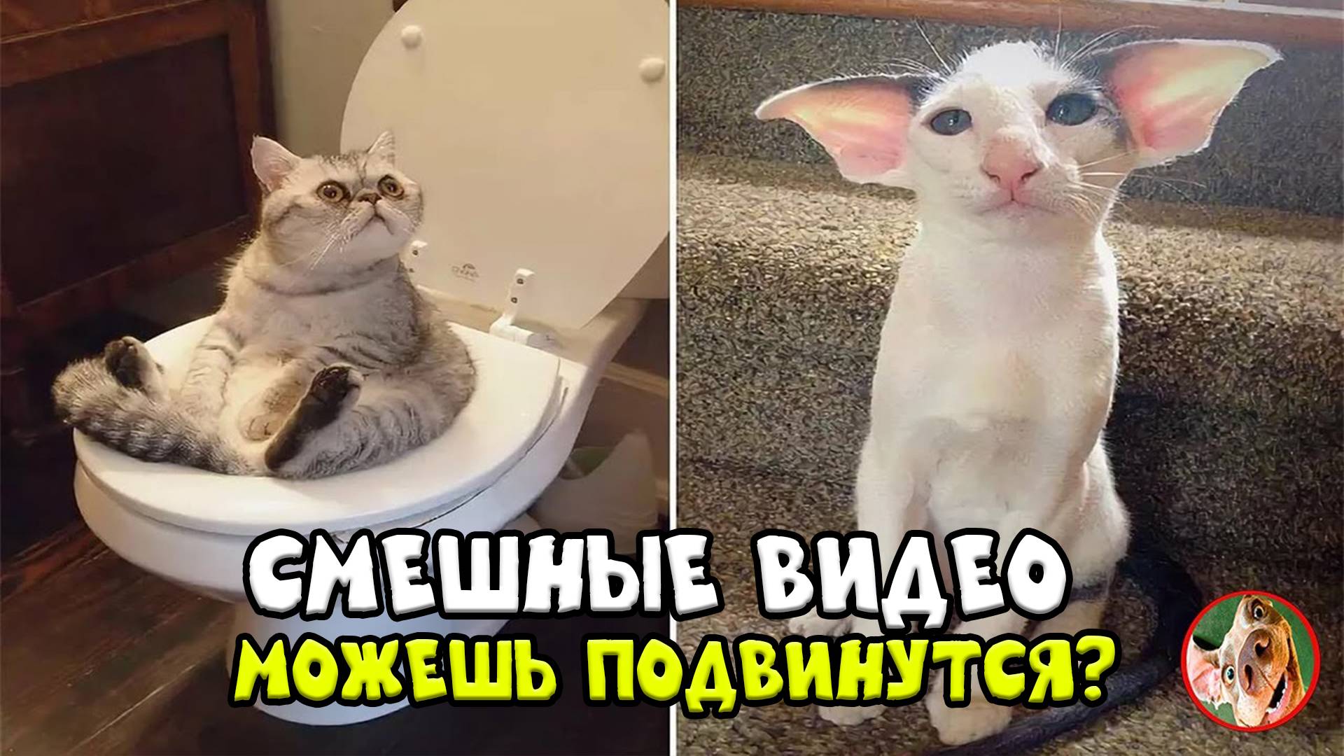 Лучшие Приколы с котами! С ОЗВУЧКОЙ! - Смешные Коты! Самые смешные животные! Тик Ток Коты / Собаки