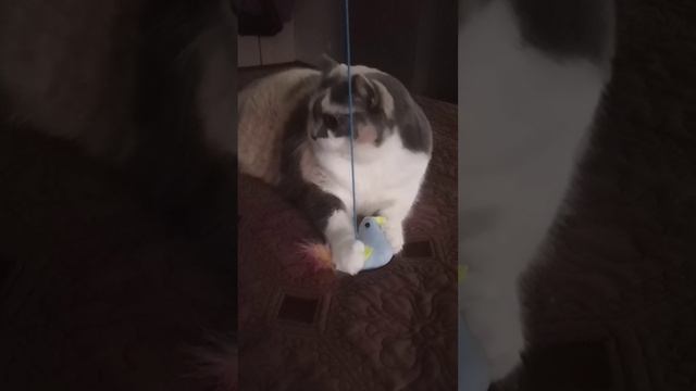 Наша "Пушинка" #котик #рыжыйкот #игры #позитив #животные #настроение #пушинка