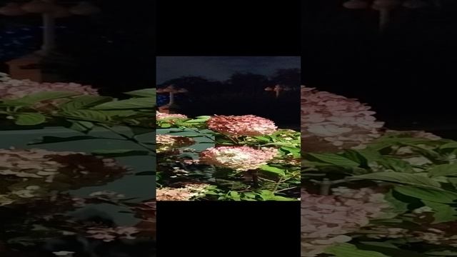 ВДНХ концерт.mp4