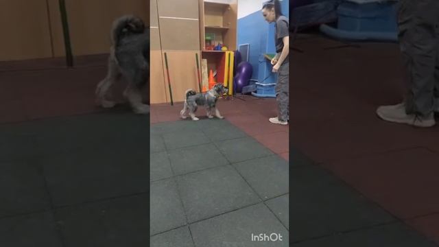 Кира. Желтая Лента