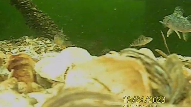 1000035886.mp4Волга.02.01.2024г.