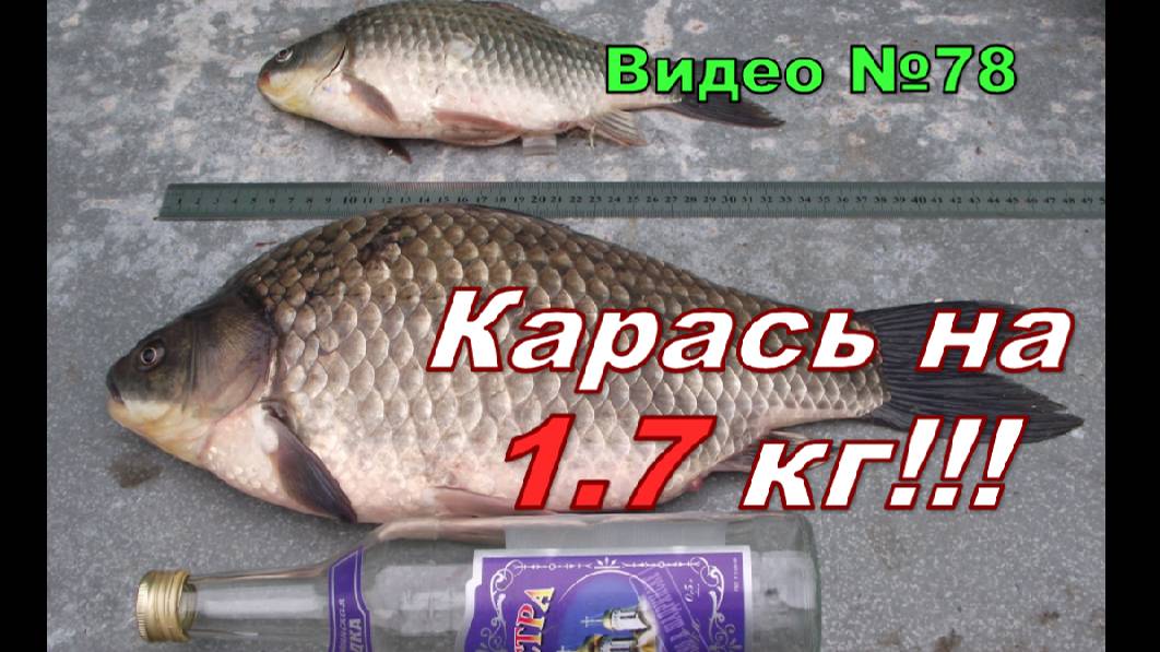 Карась ГИГАНТ)))  на 1,7 Кг. + Удочка на которую я ловлю рыбу.