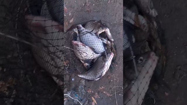 Ловим леща на Тоболе #45йрыбак