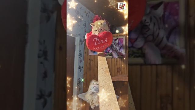 Рыжуля поблагодарил Друзей за подарки 🙏💝🎄 и поздравил Всех с Новым годом 🎄🎅❤️