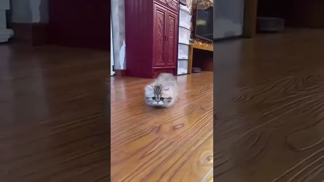 ЛАЙФХАК 👆 Смешные котики и собачки