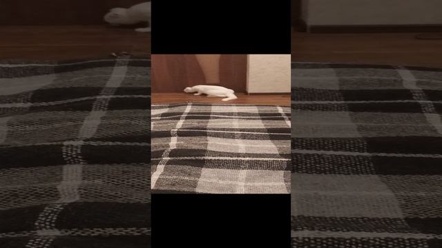 Hi