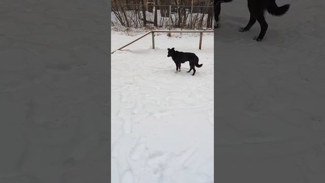 СРОЧНО НУЖНА ТЕПЛАЯ ПЕРЕДЕРЖКА, В ИДЕАЛЕ СРАЗУ ДОМ ДЛЯ ДУСЕЧКИ!