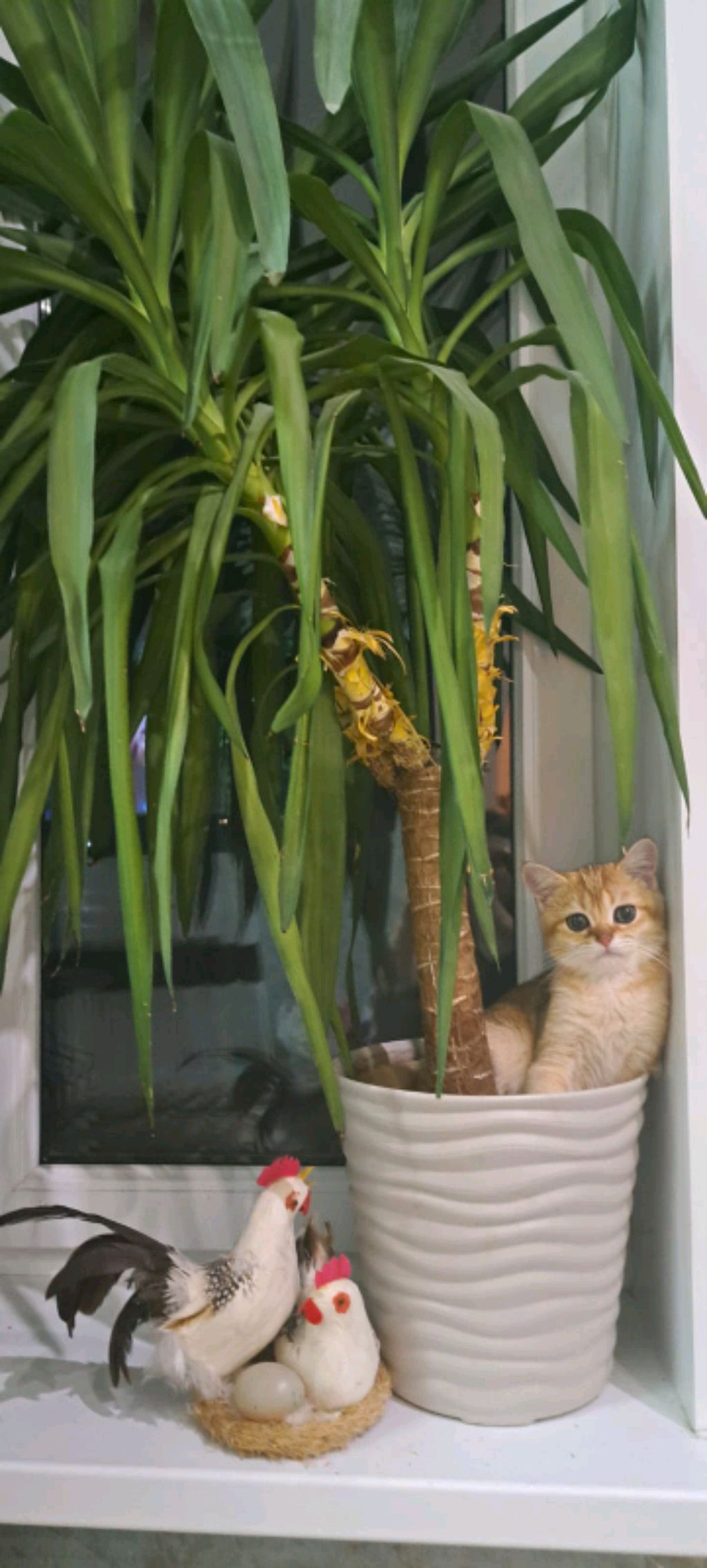 мой котик!