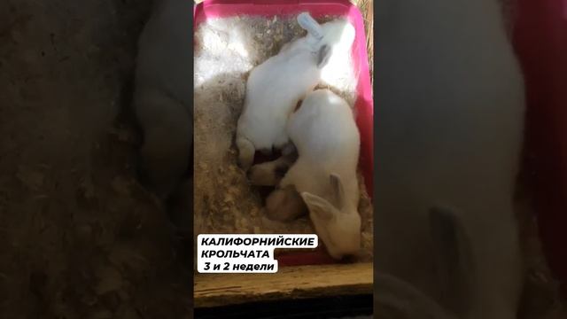 МИЛОТА КАЛИФОРНИЙЦЫ 2 И 3 НЕДЕЛИ