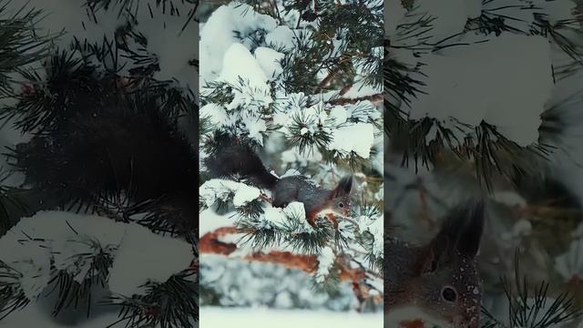 Зимняя белочка