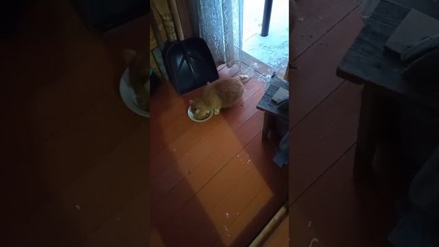 Утренний Завтрок.