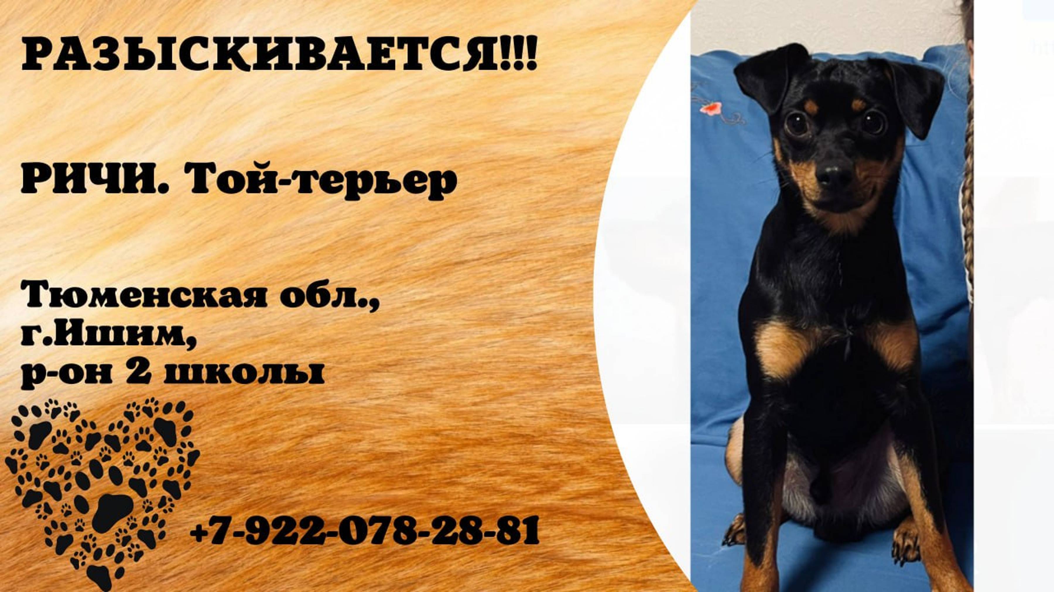 Пропала собака! РИЧИ. Той-терьер.  Тюменская обл, г. Ишим