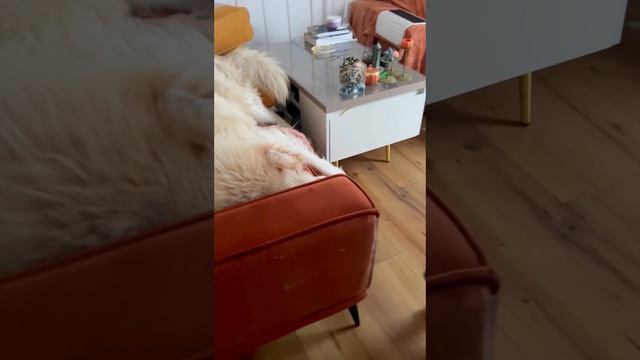 Огромная собака Лорд на микро диване