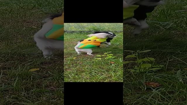 Злата атакует