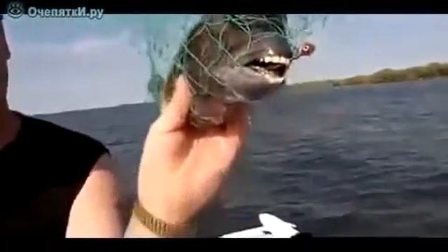 Зубастая рыба