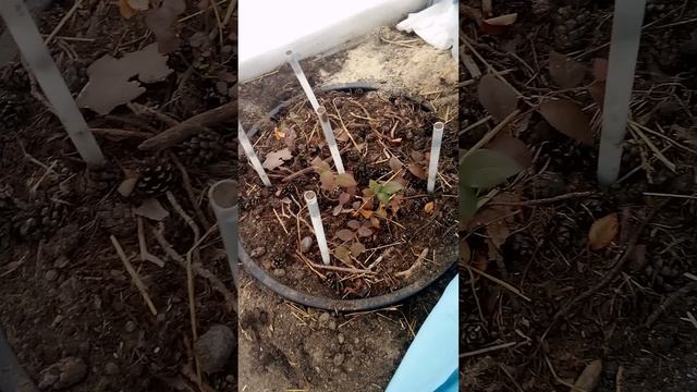 Укрытие садовой голубики в Тюмени