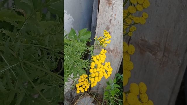 Пижма ...поможет,очистит, восстановит....