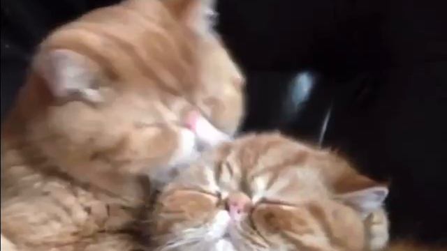 Кошки