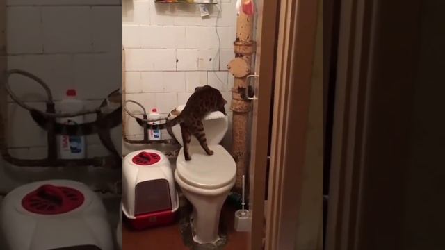 Сантехника вызывали?