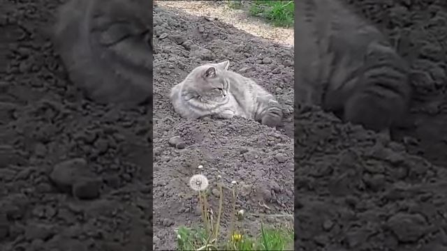 кошка боня