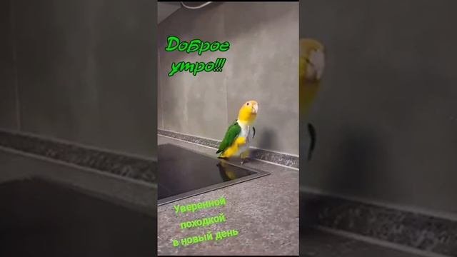 весёлый попугай