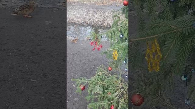 Друзья, всем отличного новогоднего настроения 🎄