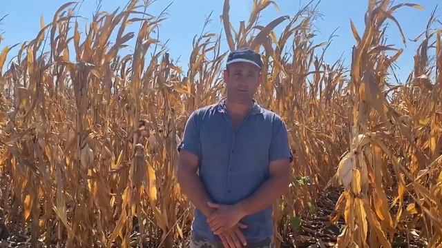 Отзыв о продукции MasSeeds от Божинского В.Г. главного агронома ЗАО Агрофирма "Русь"