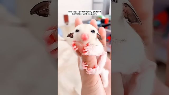 A woman saved a baby sugar glider short