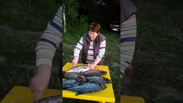 Чудная рыбалочка! 6 здоровенных лещей! Супруга не устает чистить рыбу на природе.