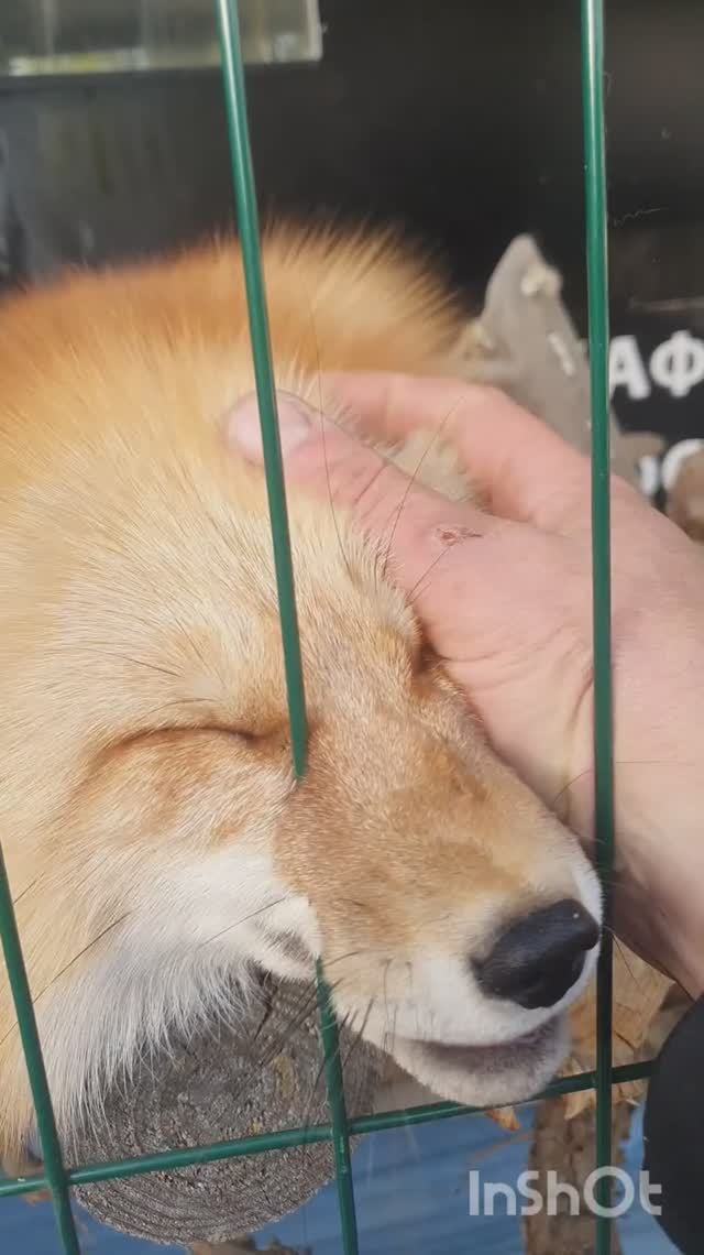 #приезжаю домой, а меня встречают