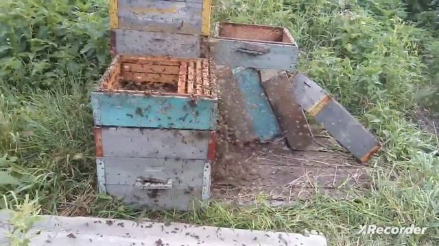 осушка рамок пчелами.тучи пчел
