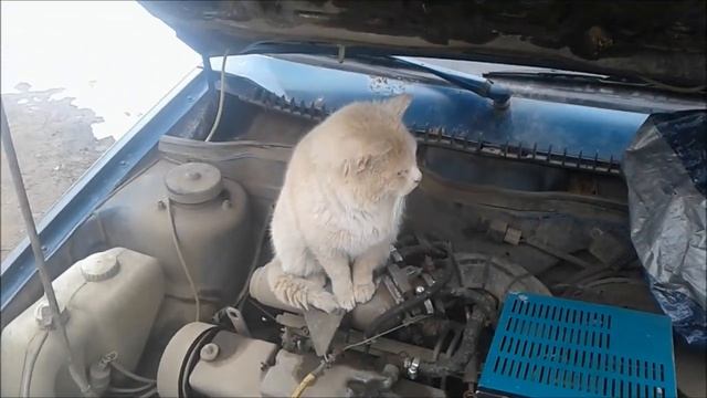 Кот заряжает аккумулятор. Не постановочное видео.