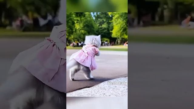 Милые котята гонка челлендж #кот #любителькотиков #история #гонка.mp4