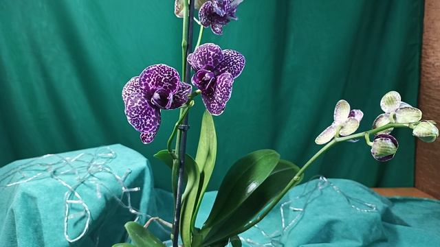 С Новым годом! С новым Котом!