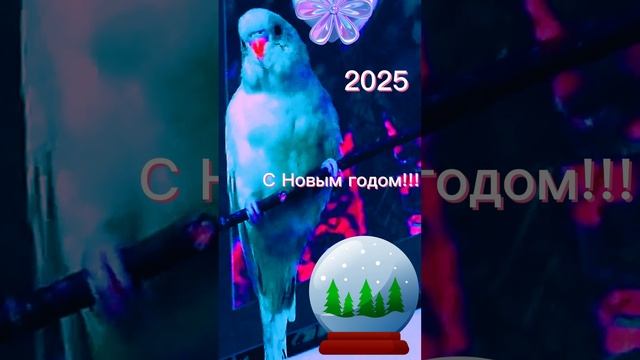 Говорящий попугай поздравляет!!! С Новым годом!!!