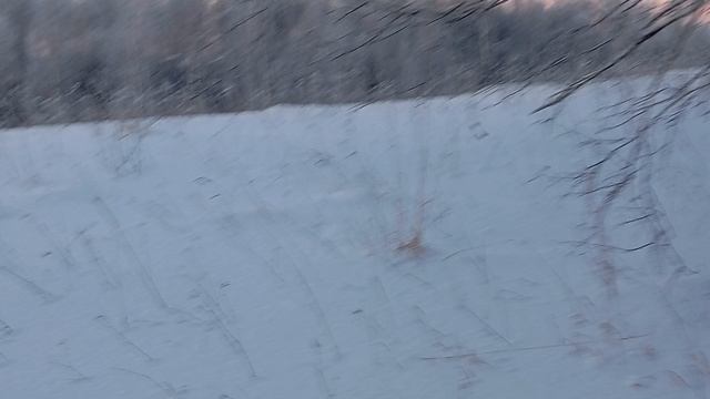 Зимний лес