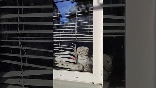 Мы в ВК https://vk.com/life_of_cats