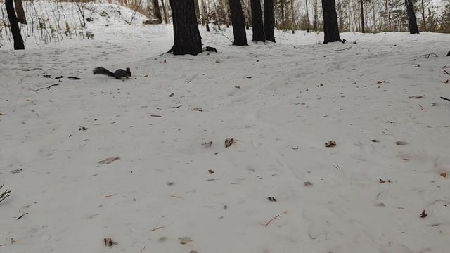 Пушистая красавица 😍